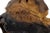 Late 20th Century Very Fine Detailed Burl Wood Carving of an Elf or Gnome Face Wall Sculpture MINT For Sale - Image 9 of 10