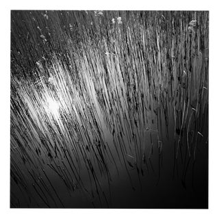 Paul Cooklin, Water Reeds, Lopham Fen, Suffolk, Edition of 50 For Sale