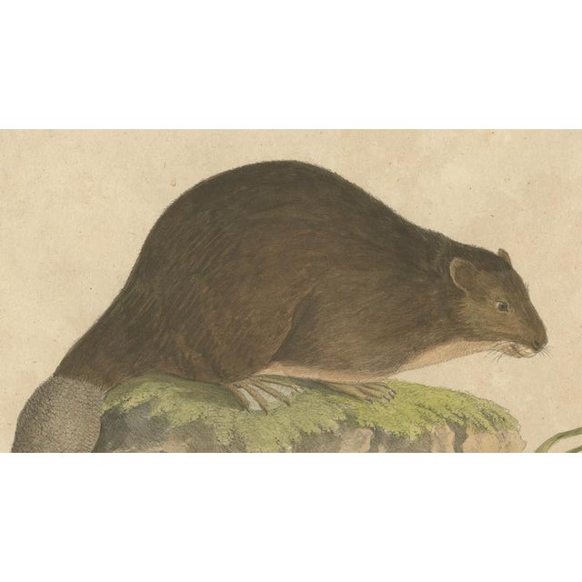 Karl Joseph Brodtmann, Beaver and African & Asian Rhinoceros Skull Studies, 1816, Paper For Sale - Image 4 of 9