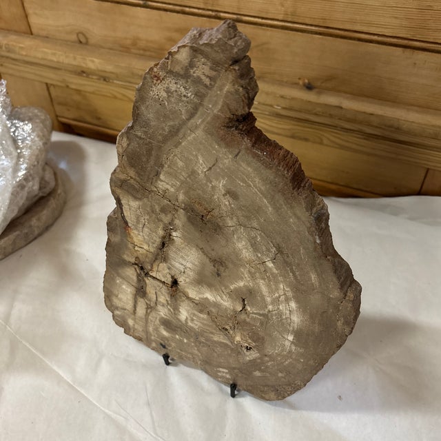 Live Edge Petrified Wood F For Sale - Image 4 of 10