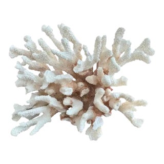 Natural White Coral Reef Specimen For Sale