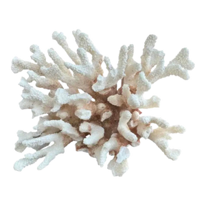 Natural White Coral Reef Specimen