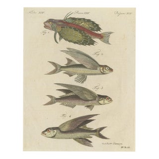 Bertuch, Flying Fish with a Flying Gurnard, 1805, Print For Sale