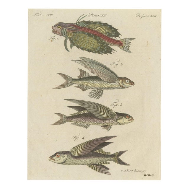 Bertuch, Flying Fish with a Flying Gurnard, 1805, Print For Sale