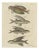 Bertuch, Flying Fish with a Flying Gurnard, 1805, Print For Sale