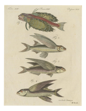 Bertuch, Flying Fish with a Flying Gurnard, 1805, Print