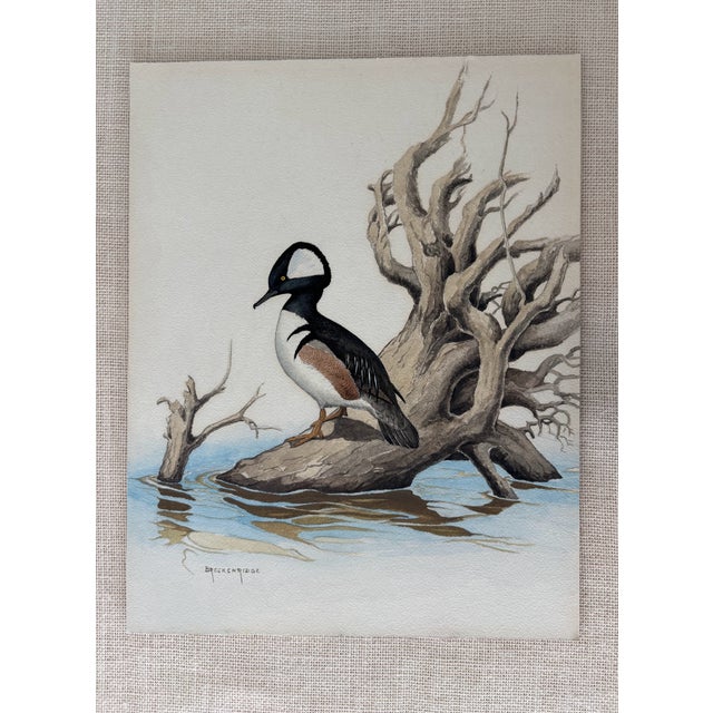 Brown Vintage Ornithological Water Bird Watercolor Painting Naturalist Walter J Breckenridge For Sale - Image 8 of 8