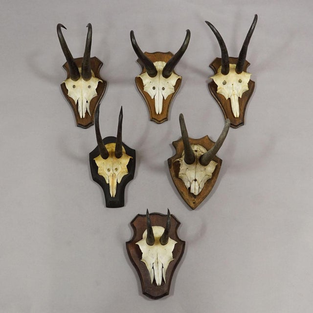 Rustic European Vintage Set of Six Chamois Trophies on Shaped Plaques, Germany Ca. 1960s For Sale - Image 3 of 7