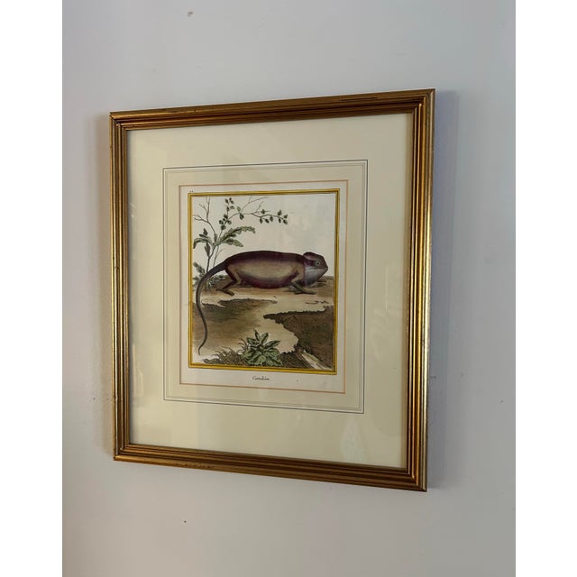 Mid 18th Century Antique 18th Century Hand Colored French Print of Chameleon ~ Framed For Sale - Image 5 of 7