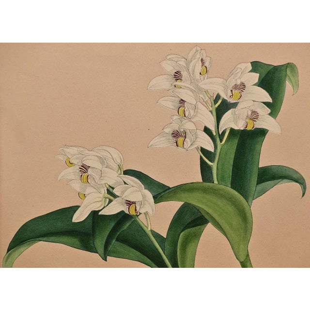 Late 19th Century Orchids: Framed 19th C. Hand-Colored Engraving of "Trichosma Suavis" by J. Fitch, 1882 For Sale - Image 5 of 6
