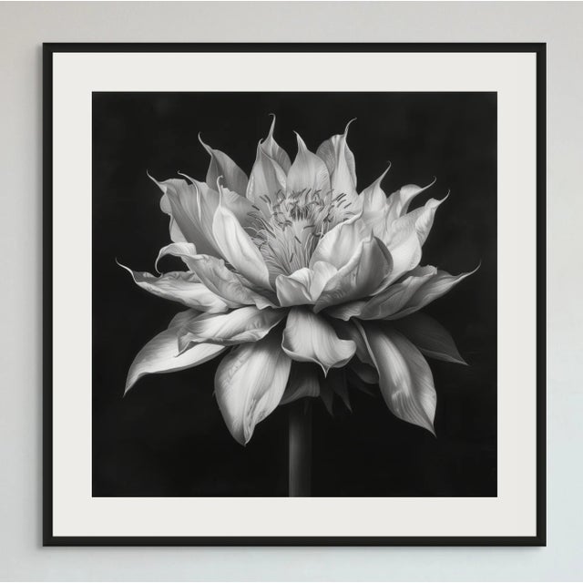 20" X 20" - 'Queen of the Night Flower' - Black and White Photography Print For Sale - Image 4 of 5