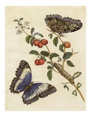 Merian Butterfly 7, Unframed Artwork