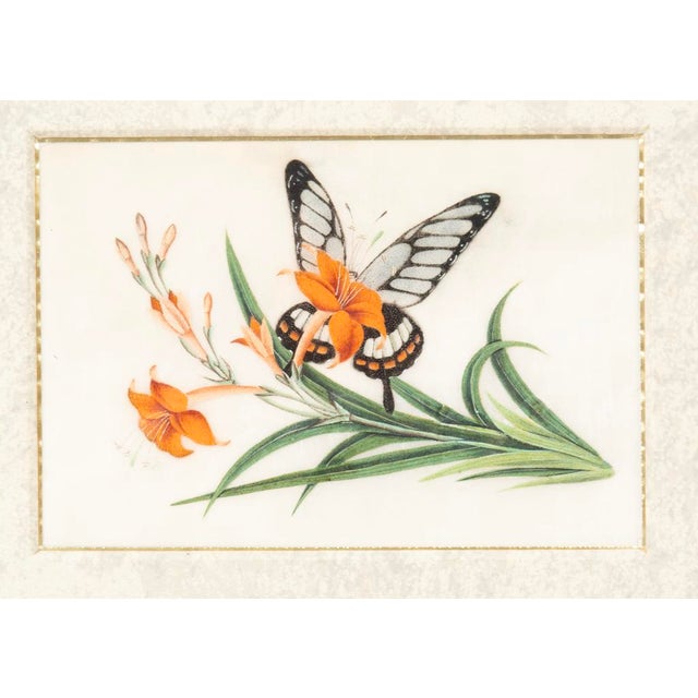 Paint Set of Four Chinese Export Framed Pith Paper Watercolors of Plants and Insects For Sale - Image 7 of 10