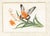 Paint Set of Four Chinese Export Framed Pith Paper Watercolors of Plants and Insects For Sale - Image 7 of 10
