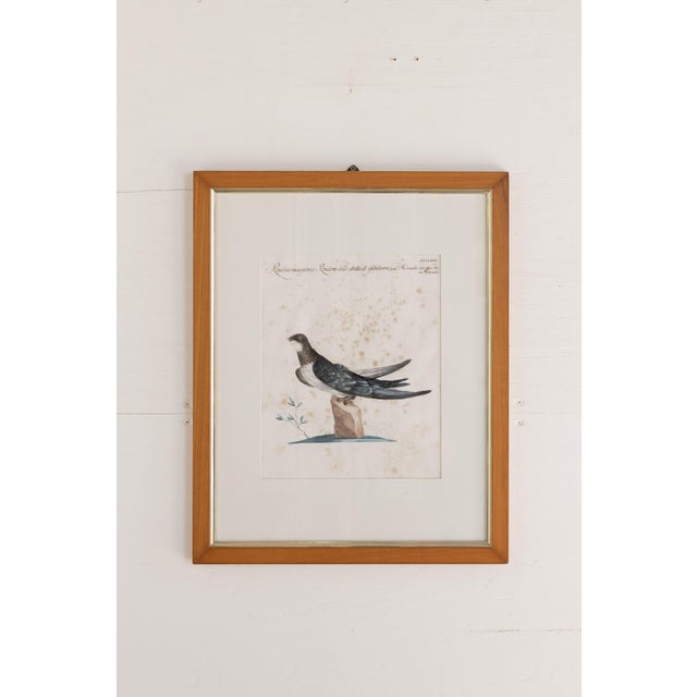 A charming and decorative collection of nine Italian hand-colored bird engravings, beautifully presented in matching...