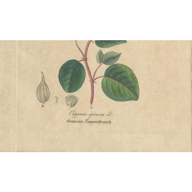 Antique Caper Botanical Print Capparis Spinosa, 1831 For Sale - Image 5 of 10