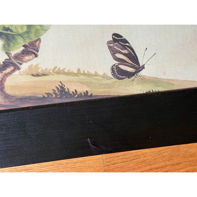 Late 20th Century Late 20th Century Framed Print of Parrot Pair With Butterfly by Sarah Stone For Sale - Image 5 of 8