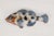 Ceramic Set of 3 Mid-Century French Majolica Fish Wall Plaques | Mid-Century Vallauris Pottery For Sale - Image 7 of 18