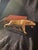 Mid 20th Century Mid-Century Brass Roaring Tiger Sculpture - Hollywood Regency For Sale - Image 5 of 11