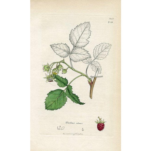 Original hand-colored botanical print from an early edition of “English Botany”, the monumental work by James Sowerby that...