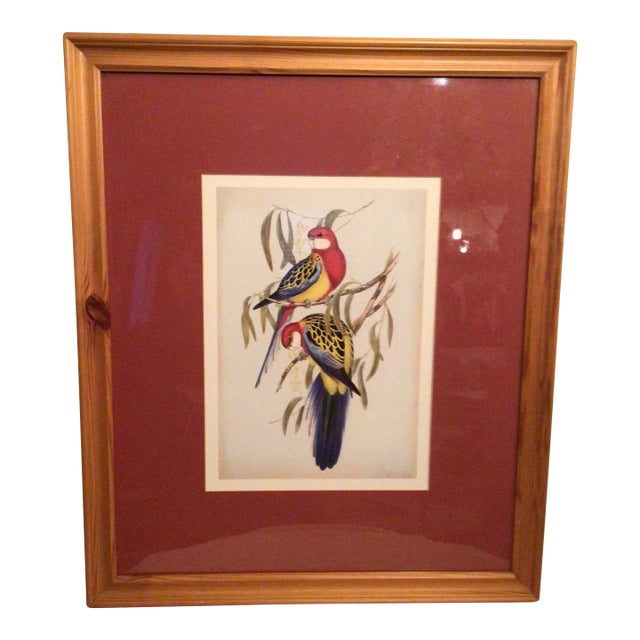 Vintage Framed Eastern Rosella Birds on Tree Lithograph by John Gould For Sale