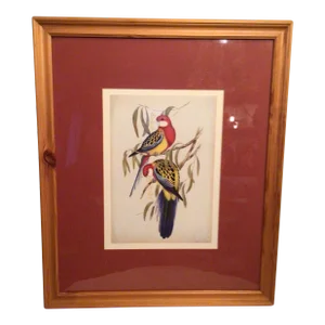 Vintage Framed Eastern Rosella Birds on Tree Lithograph by John Gould