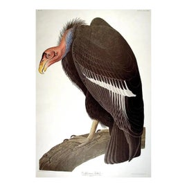 Example of John James Audubon Prints