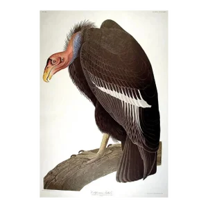 Audubon, John James (1785-1851) California Vulture. From "The Birds of America" (Amsterdam Edition)