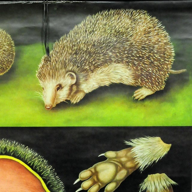 A phantasctic cottagecore Jung-Koch-Quentell pull-down wall chart showing hedgehog - appearance, physiqu. Used as teaching...