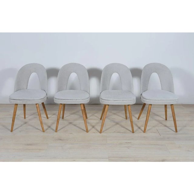 Mid-Century Modern Dining Chairs by Antonín Šuman for Tatra, 1960s, Set of 4 For Sale - Image 3 of 14