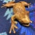Midcentury Bullfrog Sculpture in Patinated Brass For Sale - Image 10 of 13