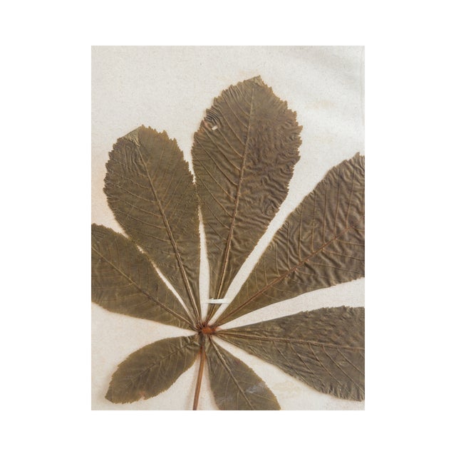 Late 19th Century Antique Herbarium - Common Horse Chestnut, Circa 1850 - 1915 For Sale - Image 5 of 6
