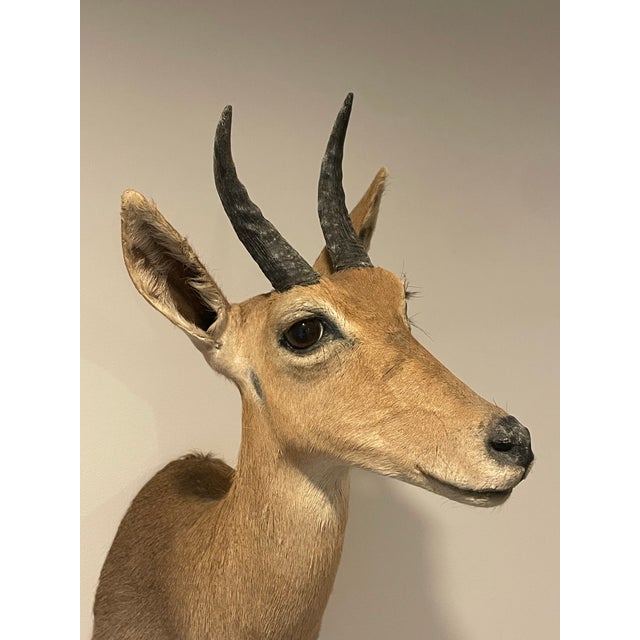 Late 20th Century Late 20th Century Reedbuck Shoulder Mount Taxidermy Hunting Trophy For Sale - Image 5 of 12