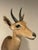 Late 20th Century Late 20th Century Reedbuck Shoulder Mount Taxidermy Hunting Trophy For Sale - Image 5 of 12