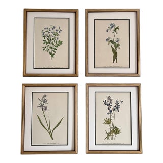 Framed Vintage Botanical Prints, Authentic 1964 Prints - Set of 4 For Sale