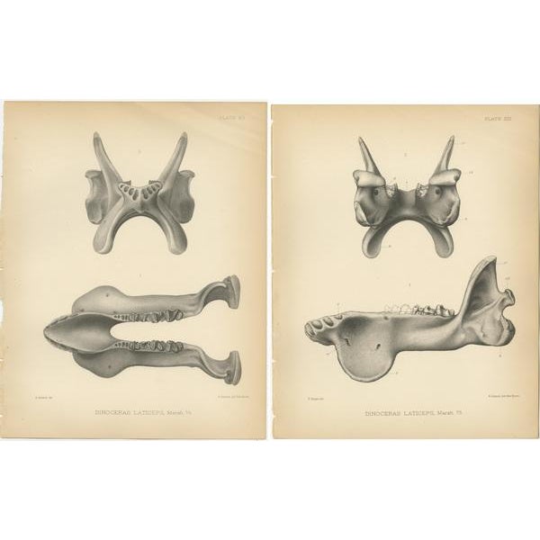 Marsh, Dinoceras Laticeps, 1886, Prints, Set of 2 For Sale - Image 4 of 5