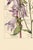 Bell Flowers Plate 1, Vintage Botanical Art Print Reproduction, 32" X 48" For Sale - Image 4 of 12