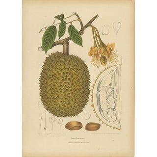 Sheep van Nooten, Durian Botanical, 1880, Chromolithograph For Sale