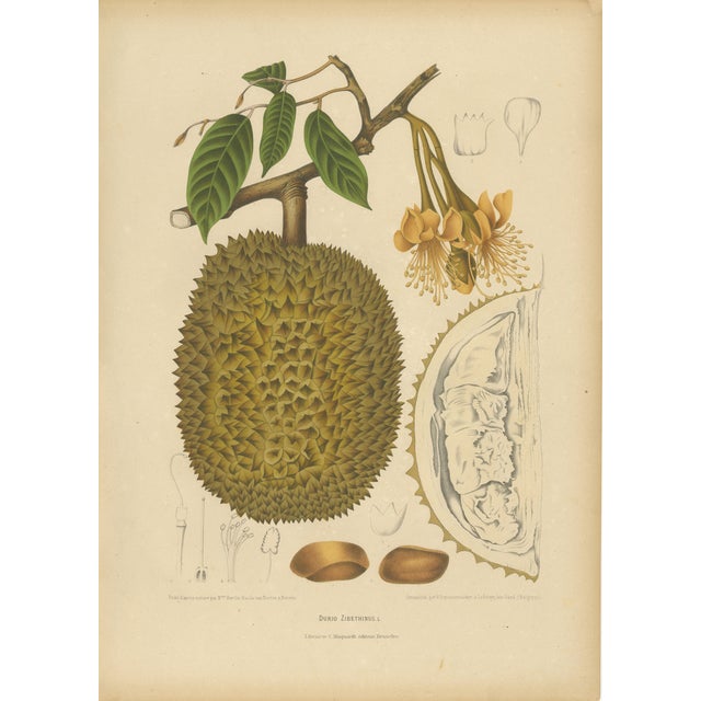 Sheep van Nooten, Durian Botanical, 1880, Chromolithograph For Sale