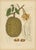 Sheep van Nooten, Durian Botanical, 1880, Chromolithograph For Sale