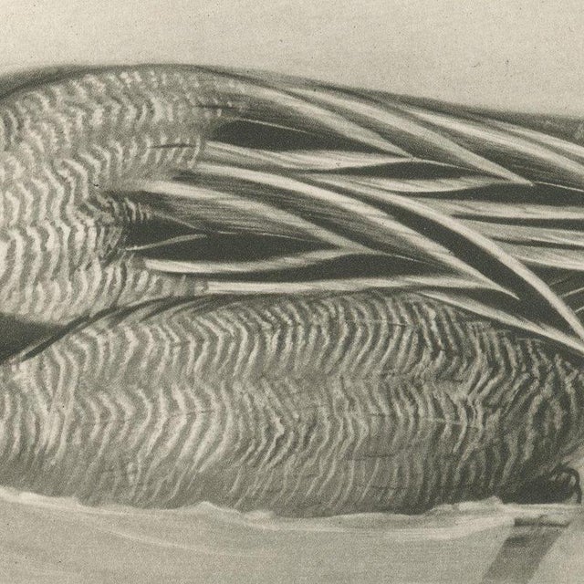 After Lilian Medland, Pintail, 1909, Print For Sale - Image 4 of 12