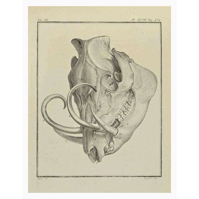 The skeleton is an etching realized by Antoine Defehrt in 1771. It Belongs to the suite "Natural, general and particular...