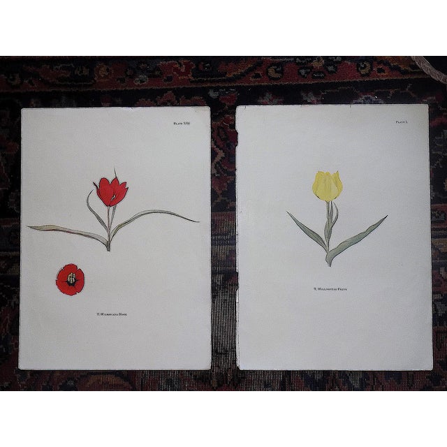This set of four (4) lithographs (offset) depict varieties of tulips. Printed on slightly textured substantial paper...
