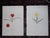 This set of four (4) lithographs (offset) depict varieties of tulips. Printed on slightly textured substantial paper...
