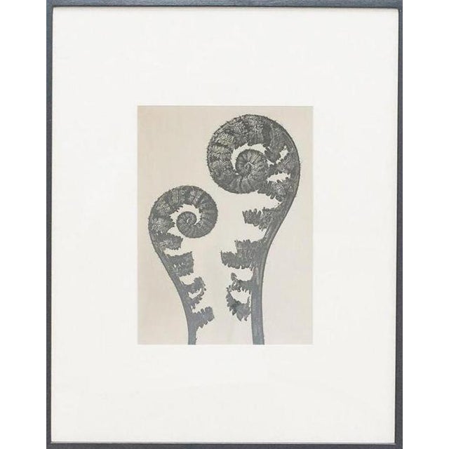 Karl Blossfeldt, Black and White Botanical Image, 1942, Photogravure, Framed For Sale - Image 13 of 13