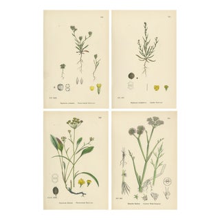 After Sowerby, English Botanical Plates of Hares-ear & Water Dropwort, 1902, Prints, Set of 4 For Sale