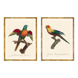 Barraband Parrots – Rainbow Lorikeets (Set of 2), Framed in Bronze Bamboo