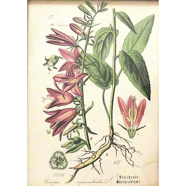 Victorian Set of 5 Antique Botanical Prints Framed Floral Flowers For Sale - Image 3 of 7