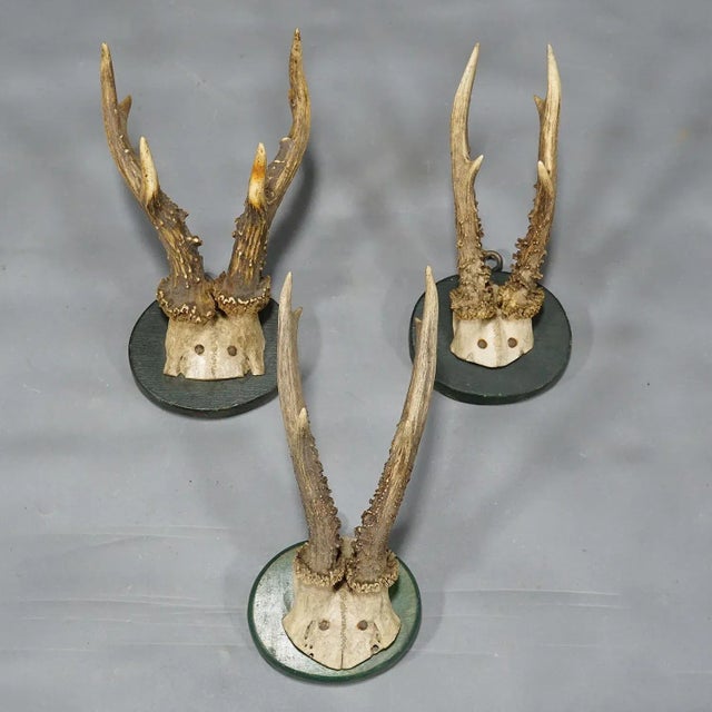 A Set of Five Antique Black Forest Deer Trophies on Wooden Plaques 1880s For Sale - Image 4 of 9