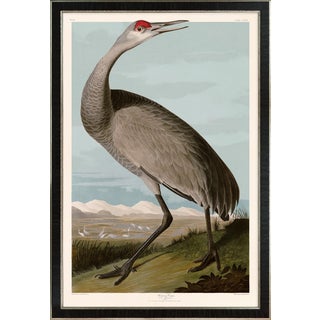 Hooping Crane Young Print in Black Veneer With Silver Edge Moulding, After Audubon For Sale